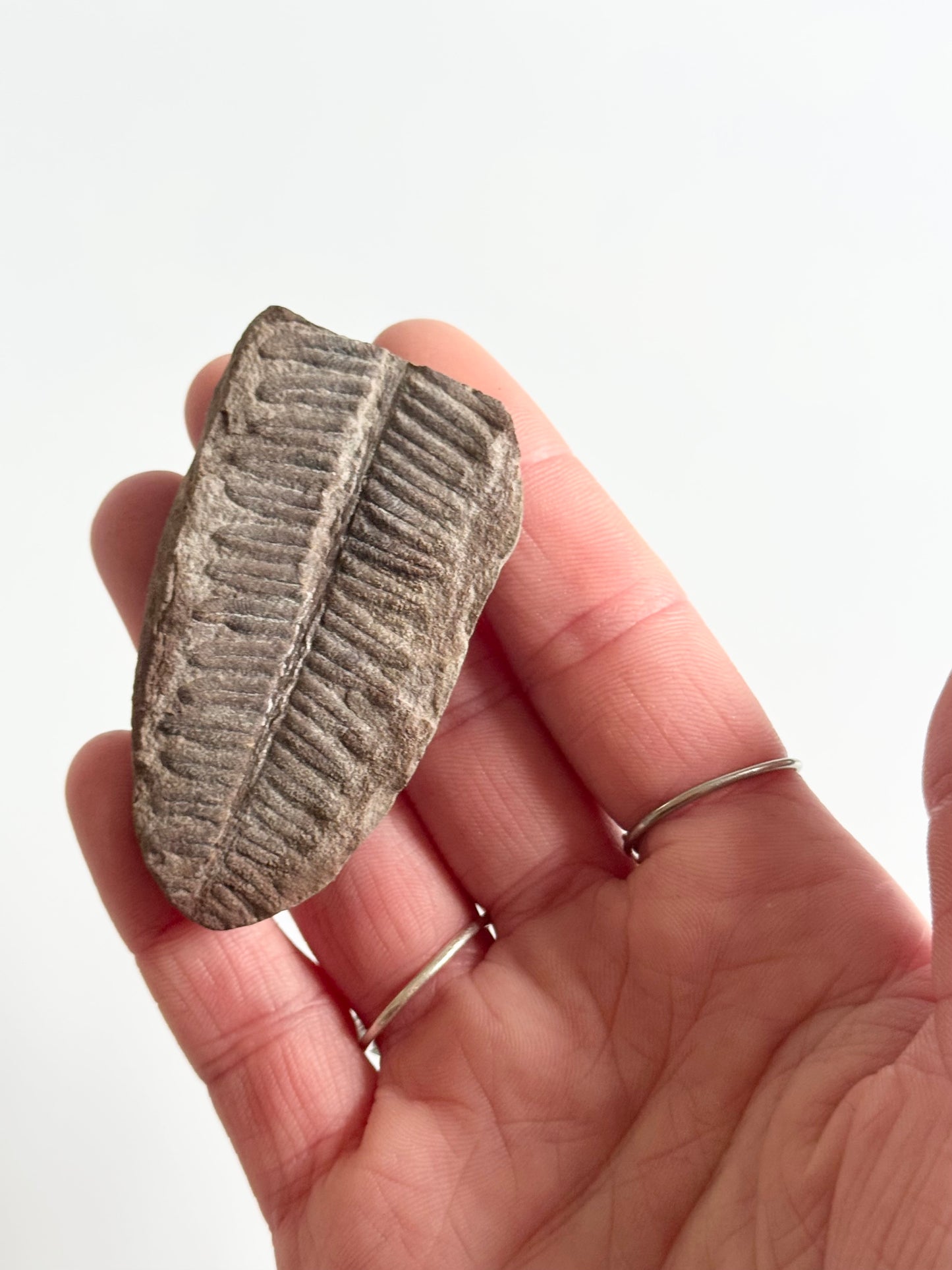 Pecopteris Double Fern Fossil