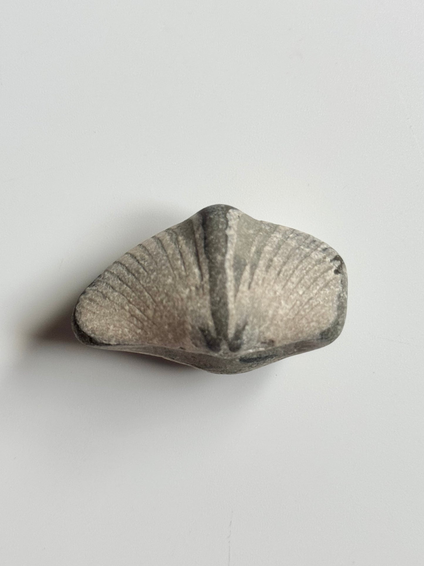 Lake Michigan Brachiopod, Raw
