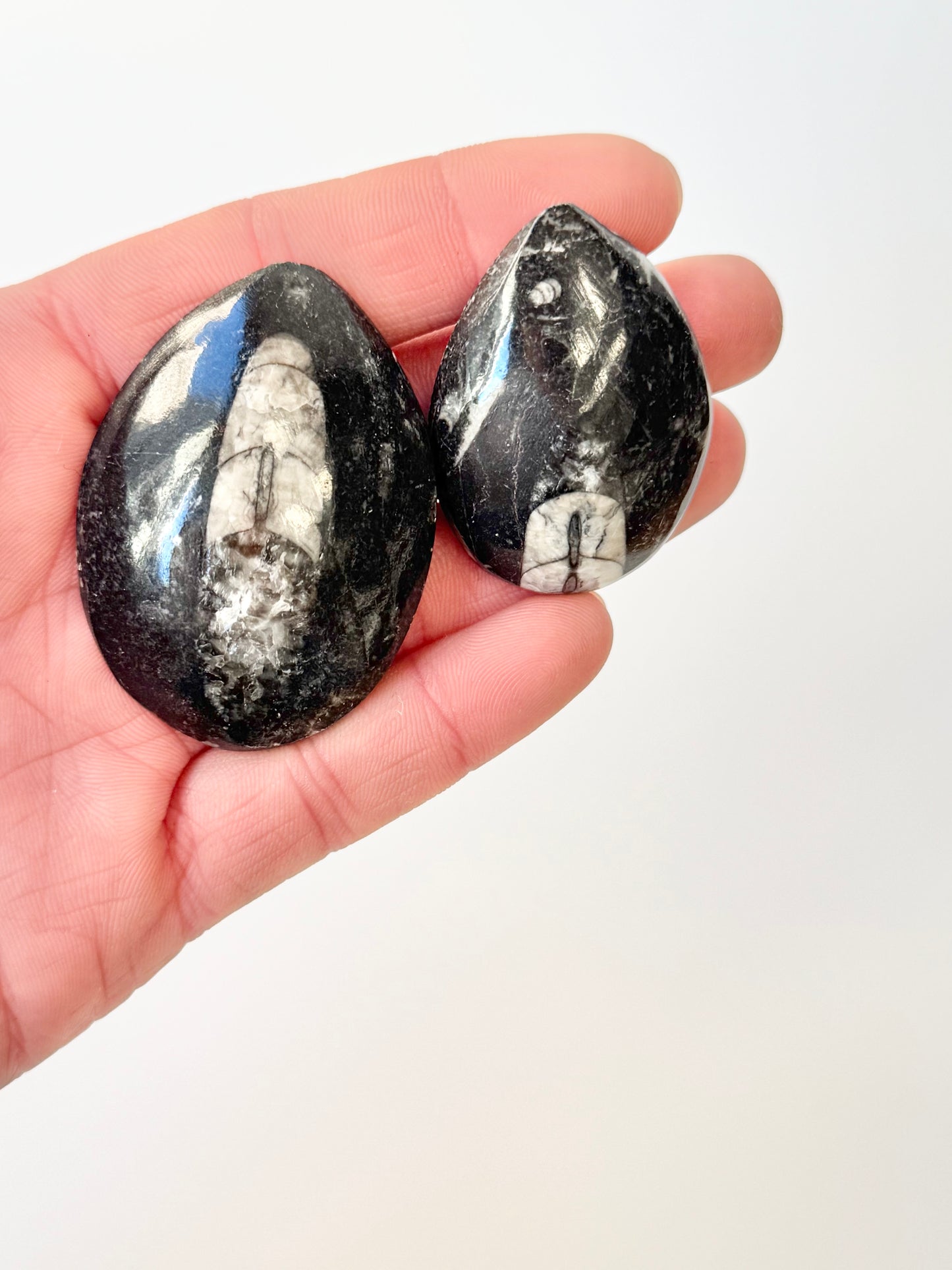 Orthoceras Fossil, Small