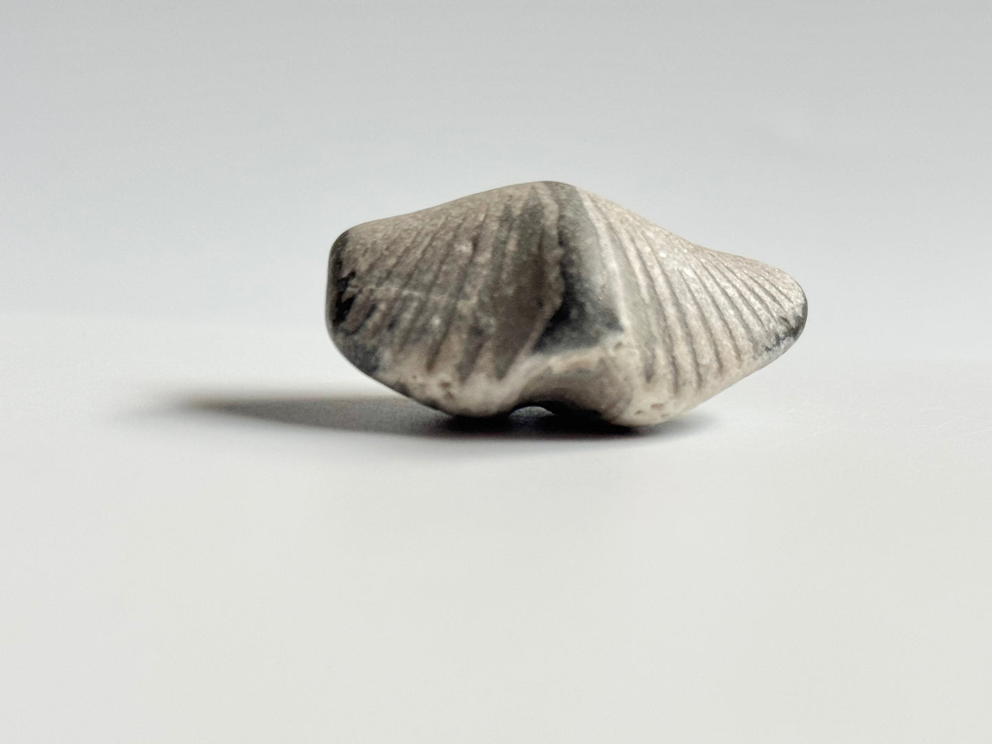 Lake Michigan Brachiopod, Raw