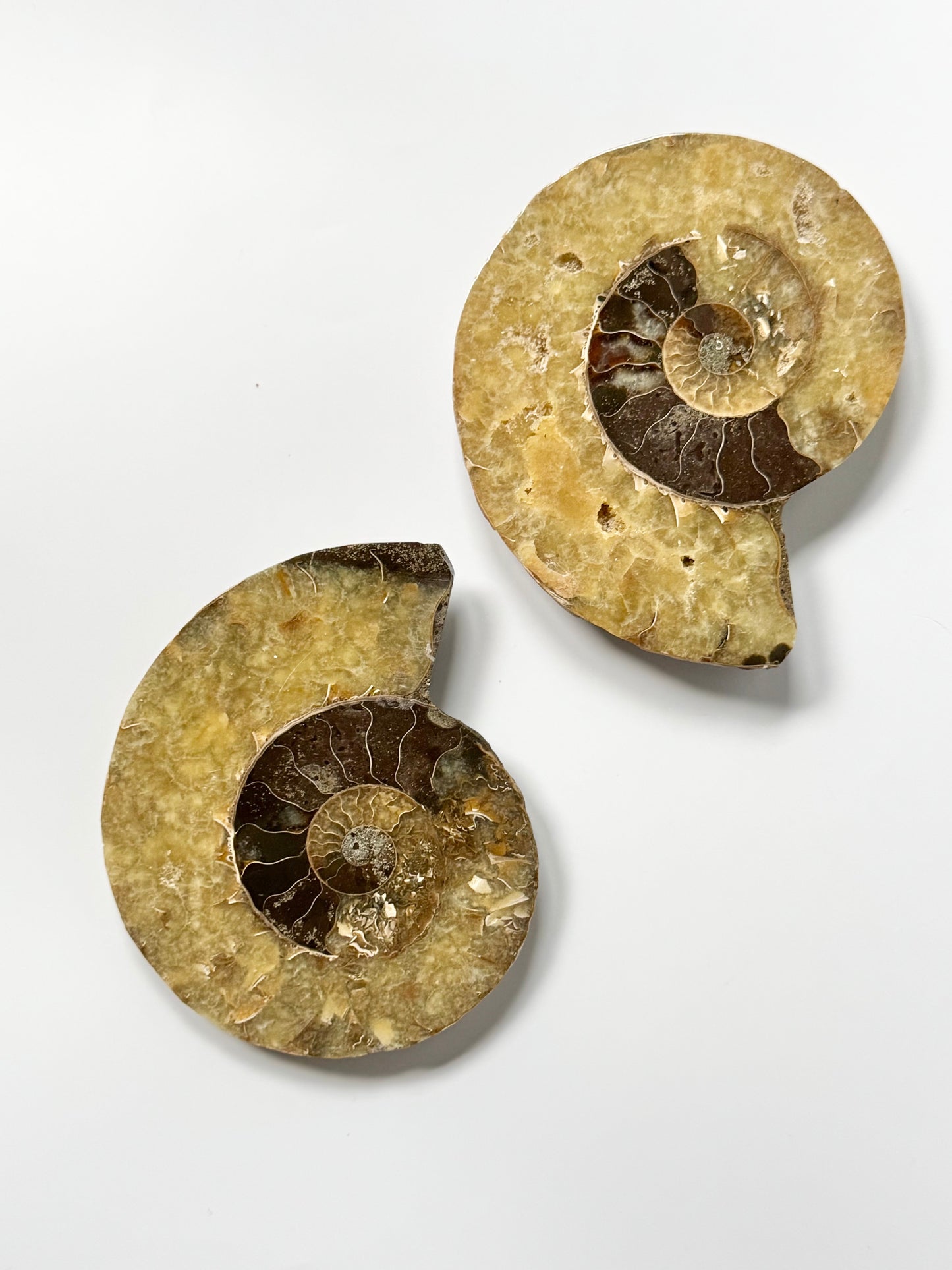 Pearly Ammonite, Face polished