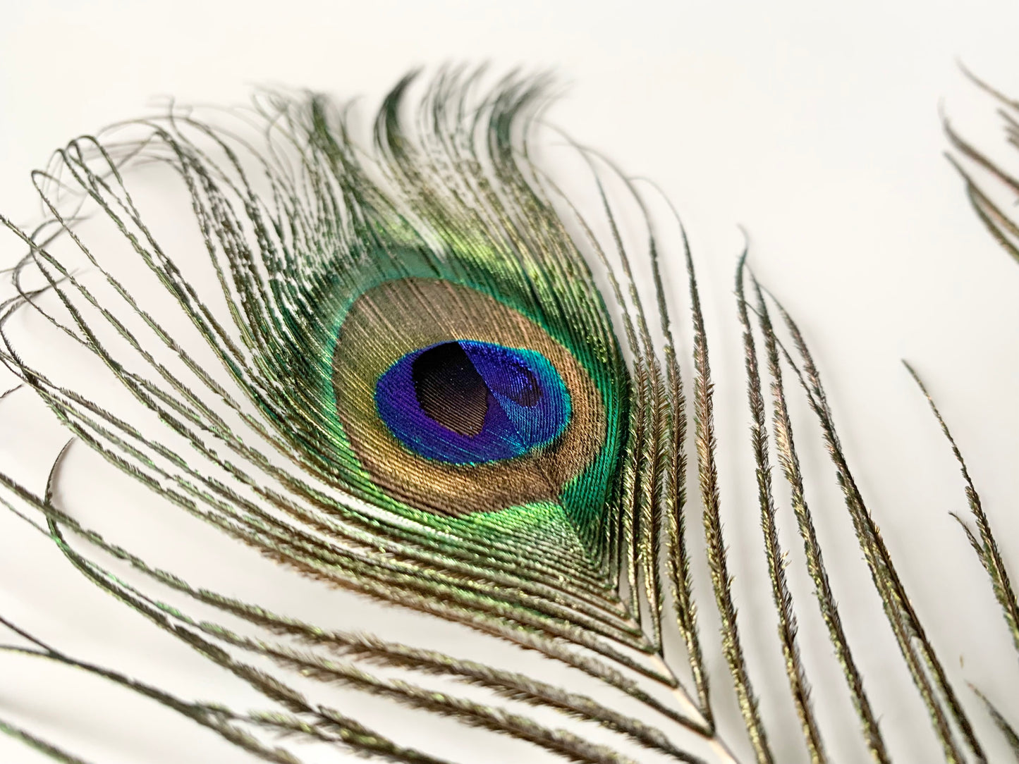 Peacock Feather
