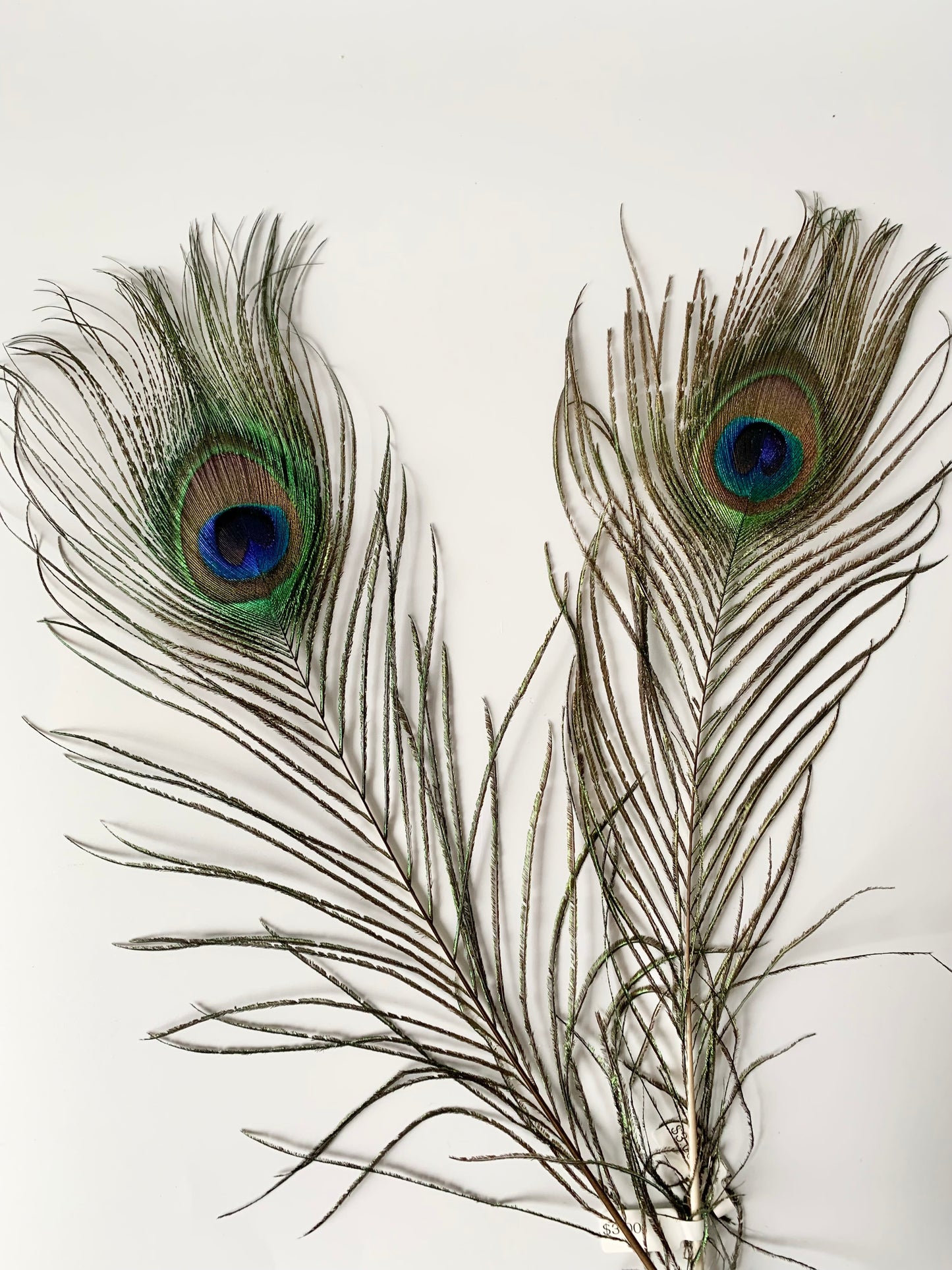 Peacock Feather