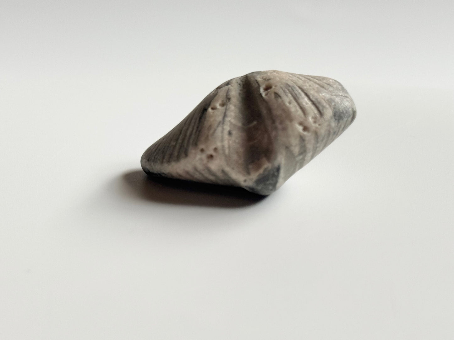 Lake Michigan Brachiopod, Raw