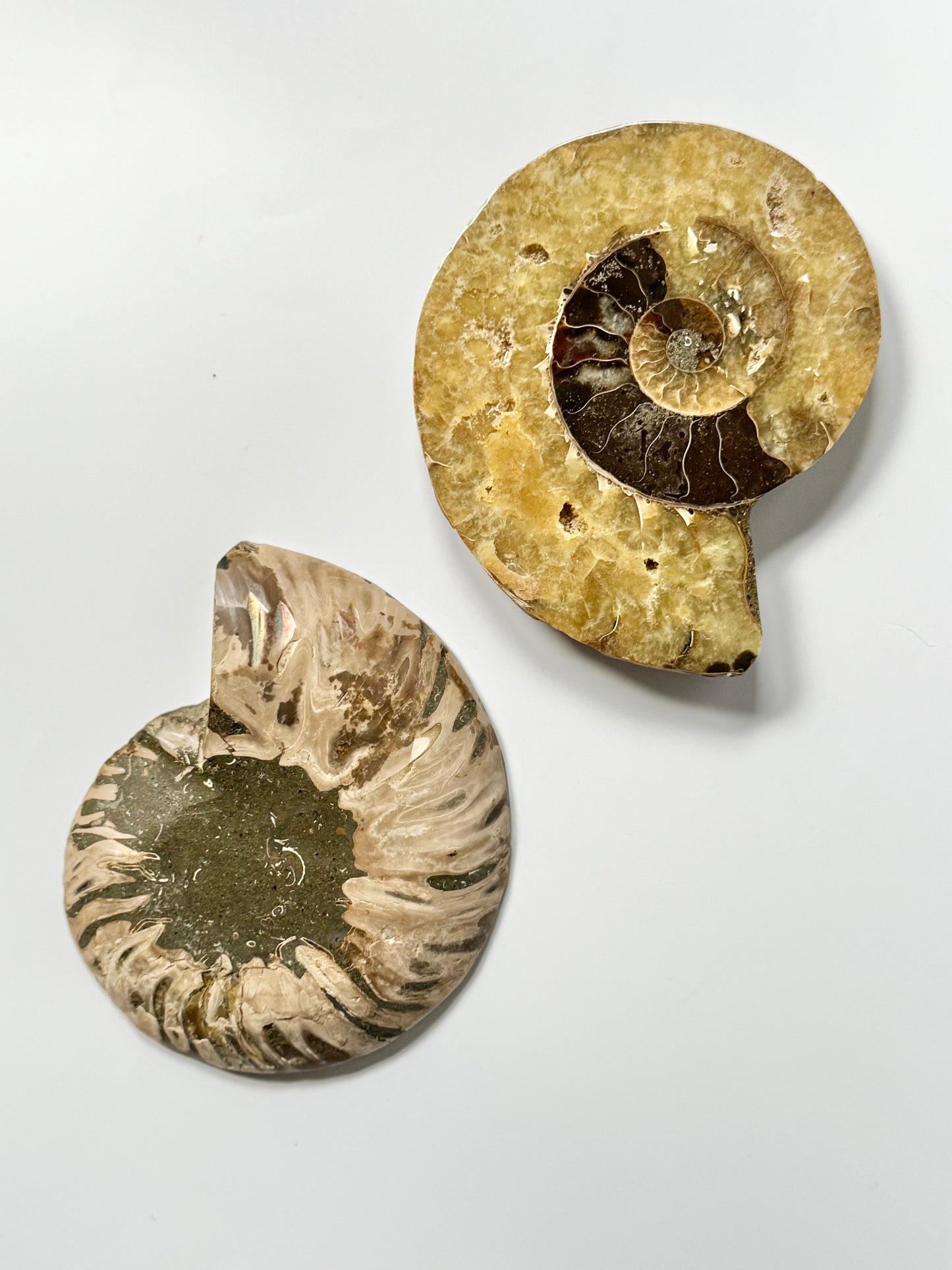 Pearly Ammonite, Face polished
