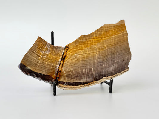Petrified Wood Slab, Polished