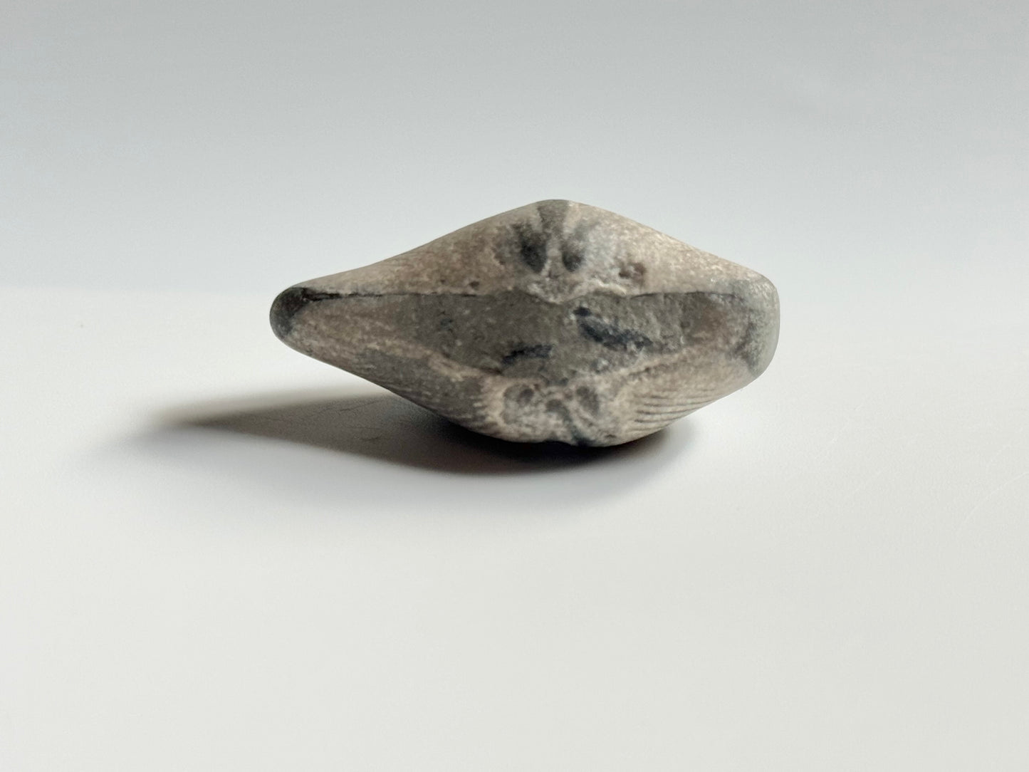 Lake Michigan Brachiopod, Raw