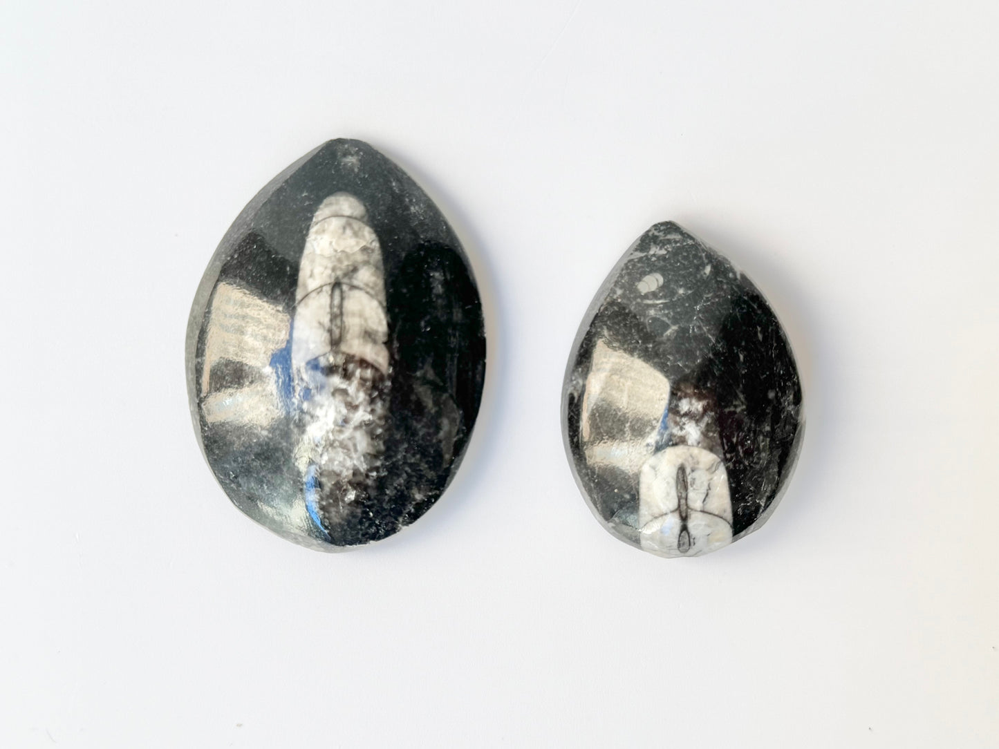 Orthoceras Fossil, Small