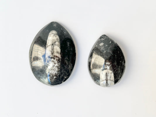 Orthoceras Fossil, Small