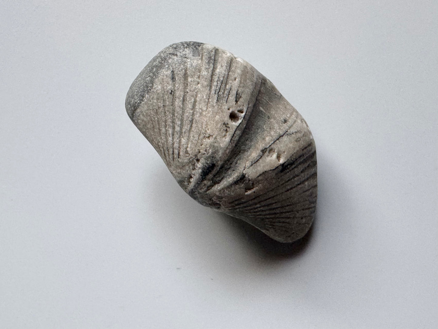 Lake Michigan Brachiopod, Raw
