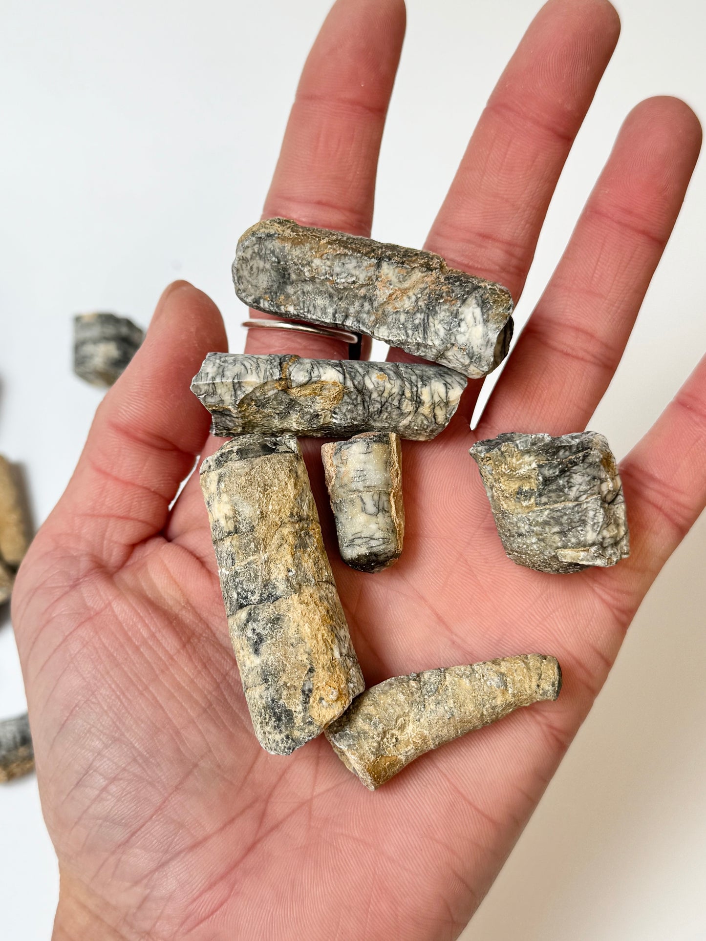 Raw Orthoceras Fossil, 1lb Lot