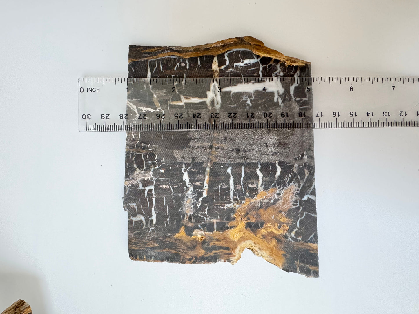 Petrified wood slab, raw