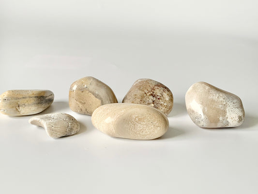 Lake Michigan Fossil Set