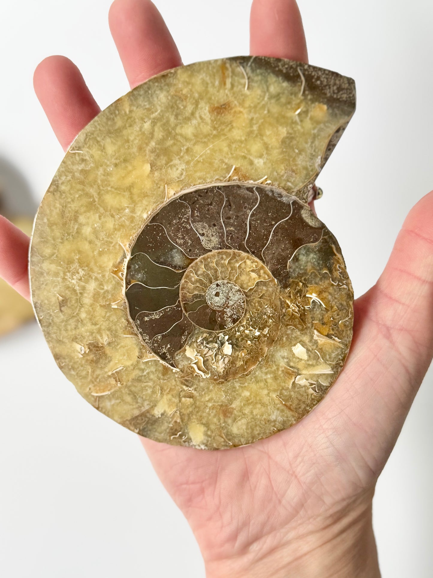 Pearly Ammonite, Face polished