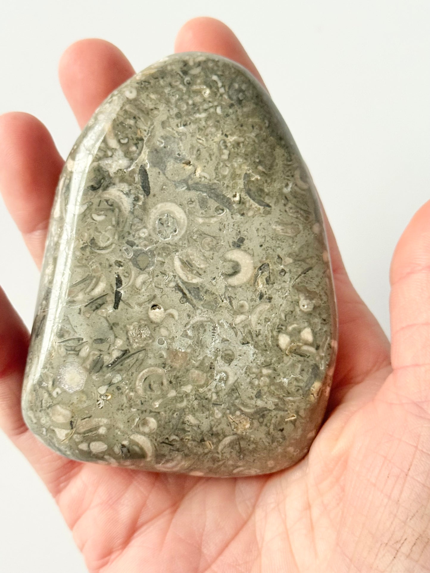 Lake Michigan Fossil Soup Freeform