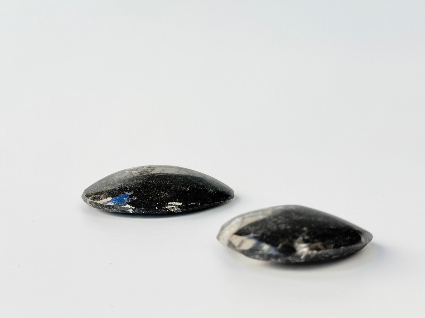 Orthoceras Fossil, Small