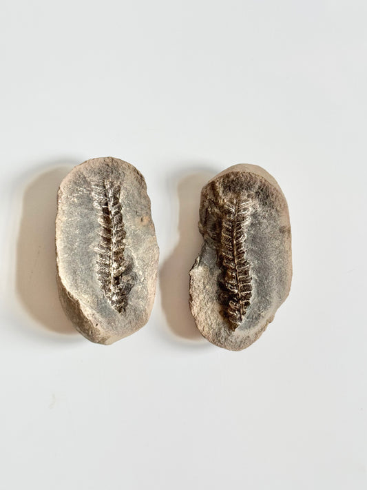Neuropteris Fern Fossil