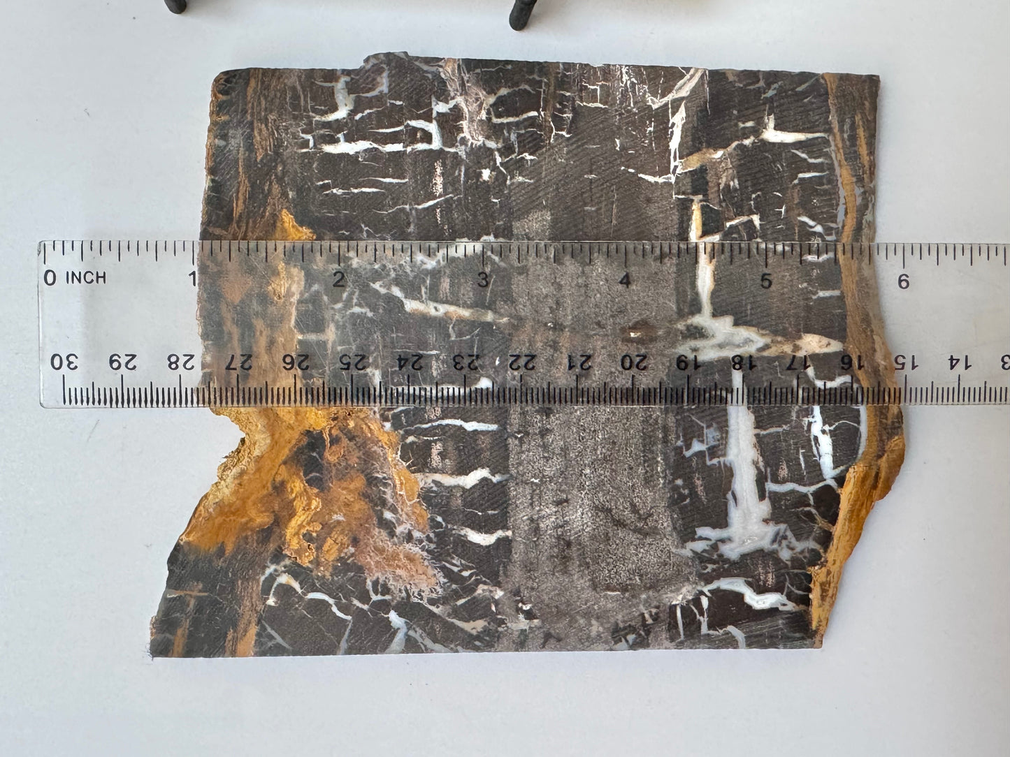 Petrified wood slab, raw