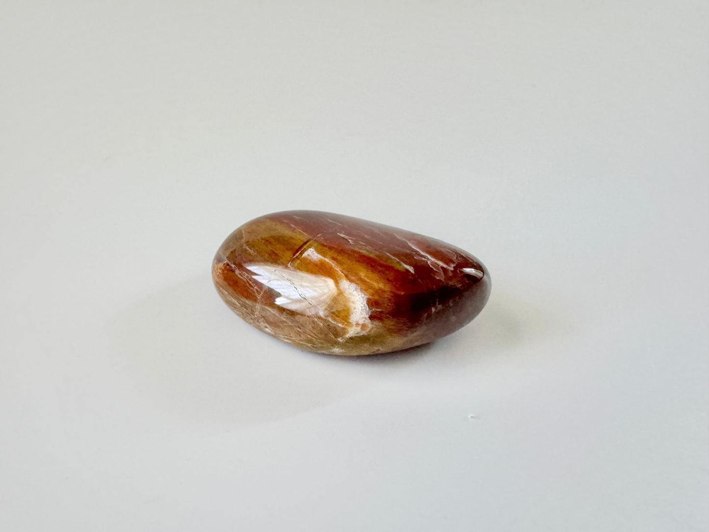 Petrified Wood Large Tumble