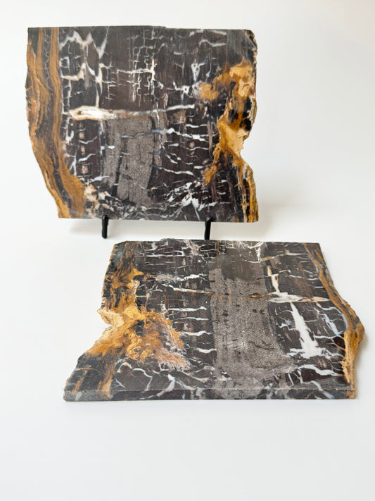 Petrified wood slab, raw