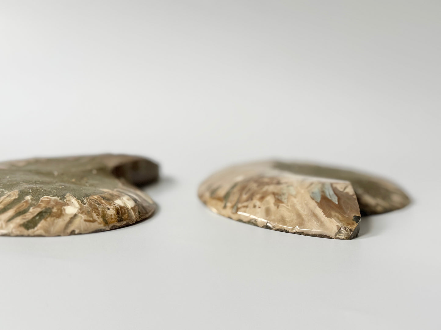 Pearly Ammonite, Face polished
