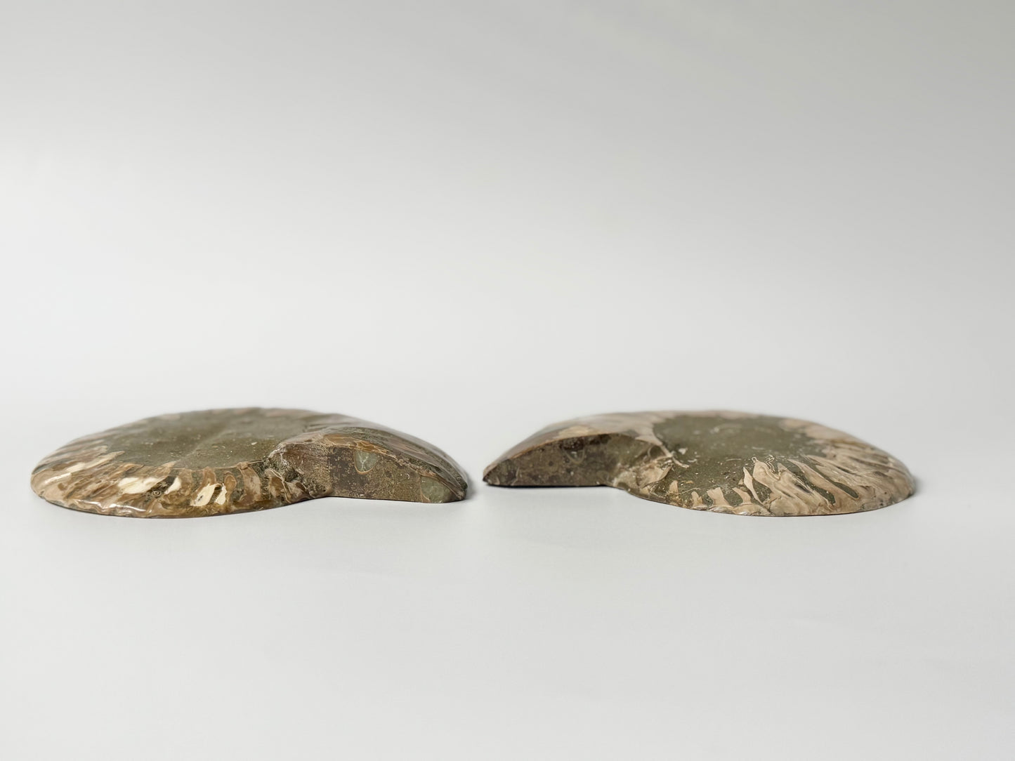 Pearly Ammonite, Face polished