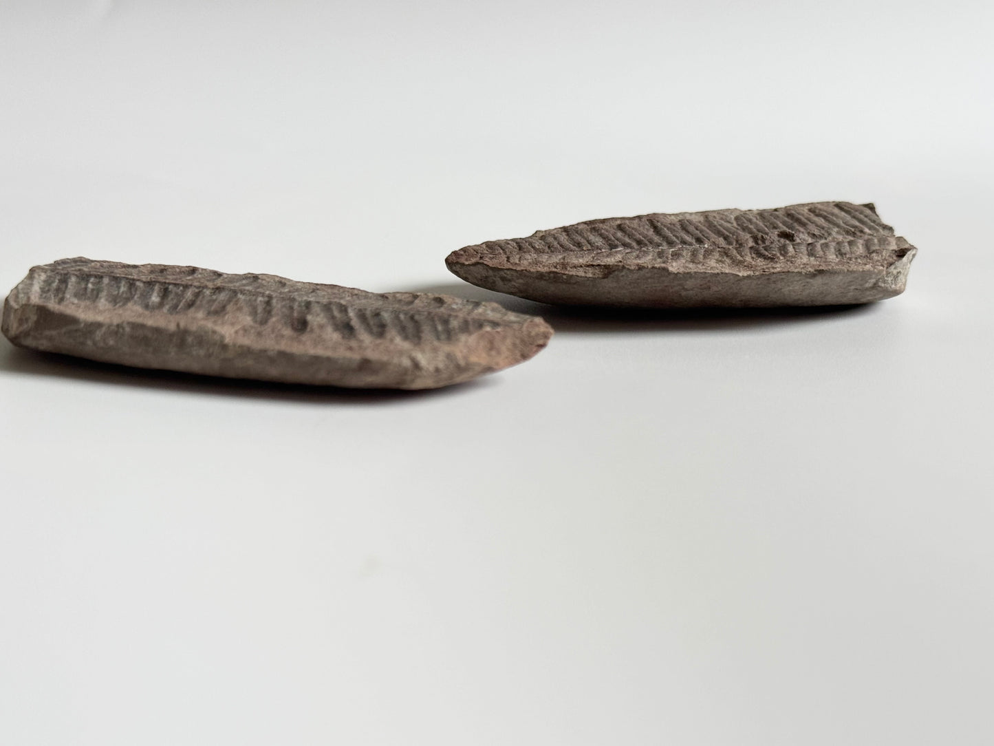 Pecopteris Double Fern Fossil