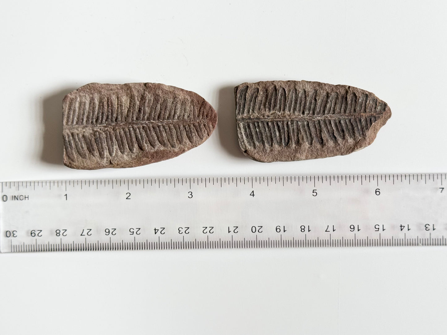 Pecopteris Double Fern Fossil
