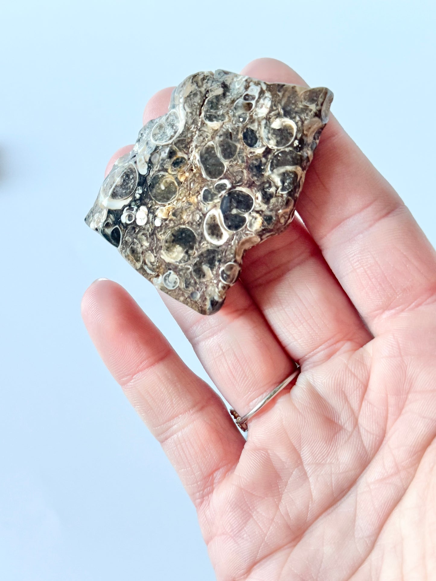 Turritella Agate Slab