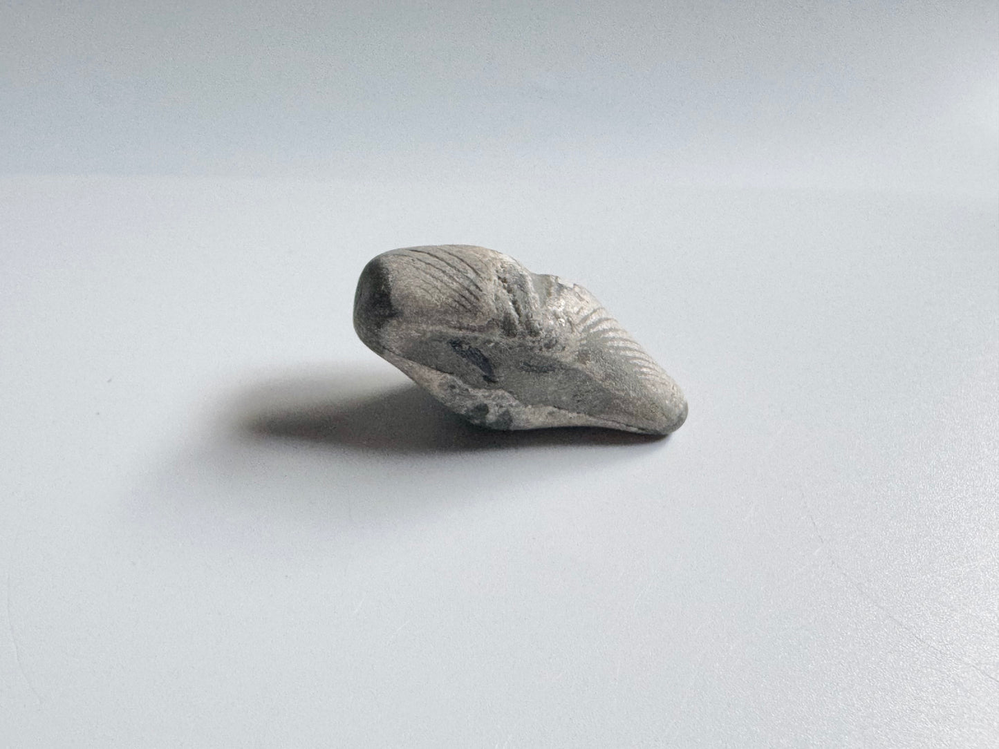 Lake Michigan Brachiopod, Raw