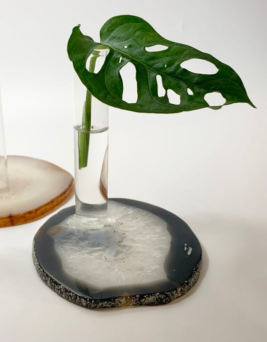 Agate slice plant propagation