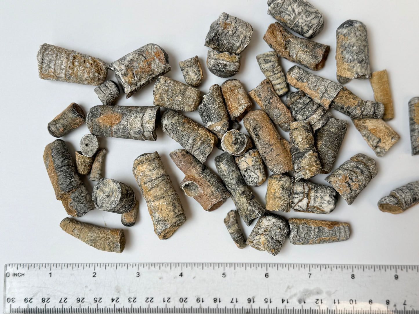 Raw Orthoceras Fossil, 1lb Lot