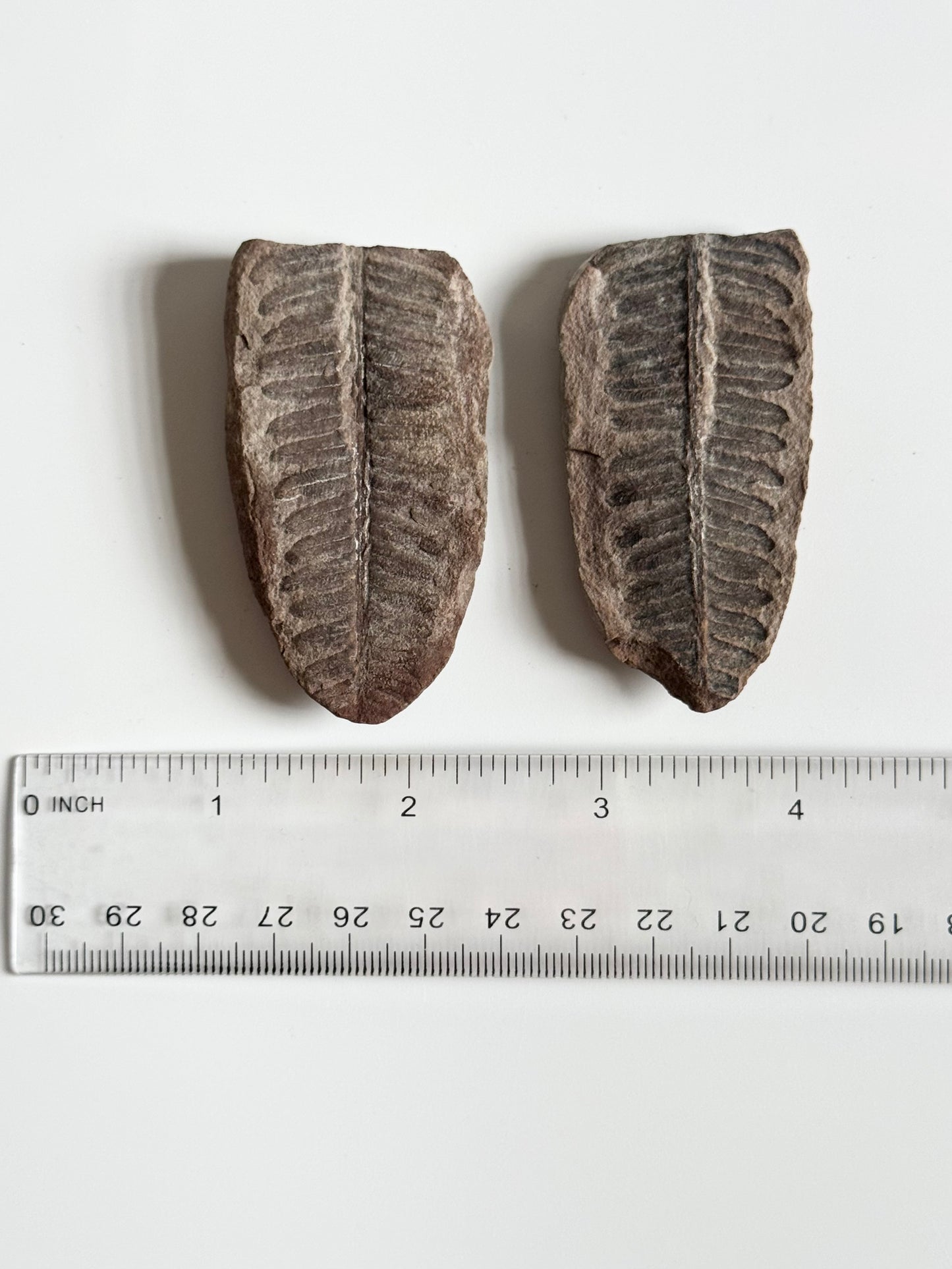 Pecopteris Double Fern Fossil