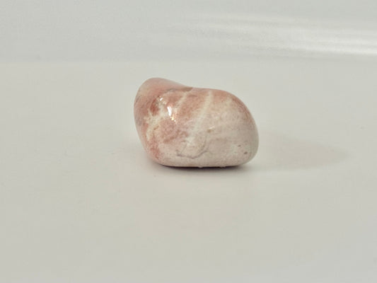 Lake Michigan Fossil, polished