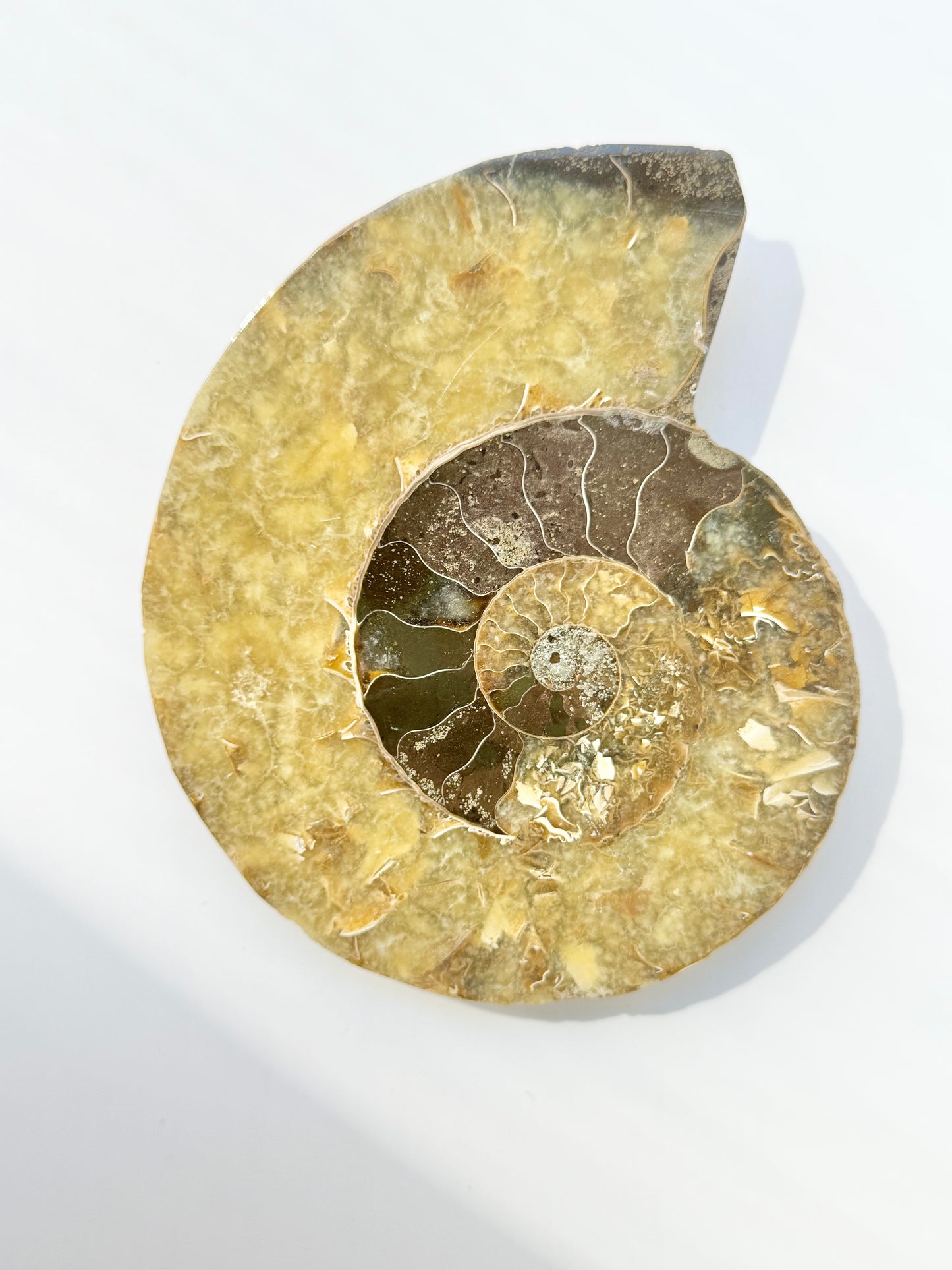 Pearly Ammonite, Face polished