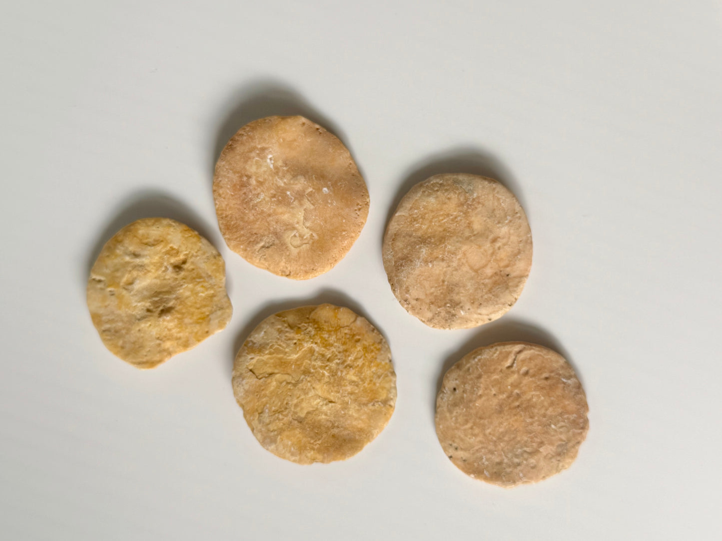 Coin Worm Fossil