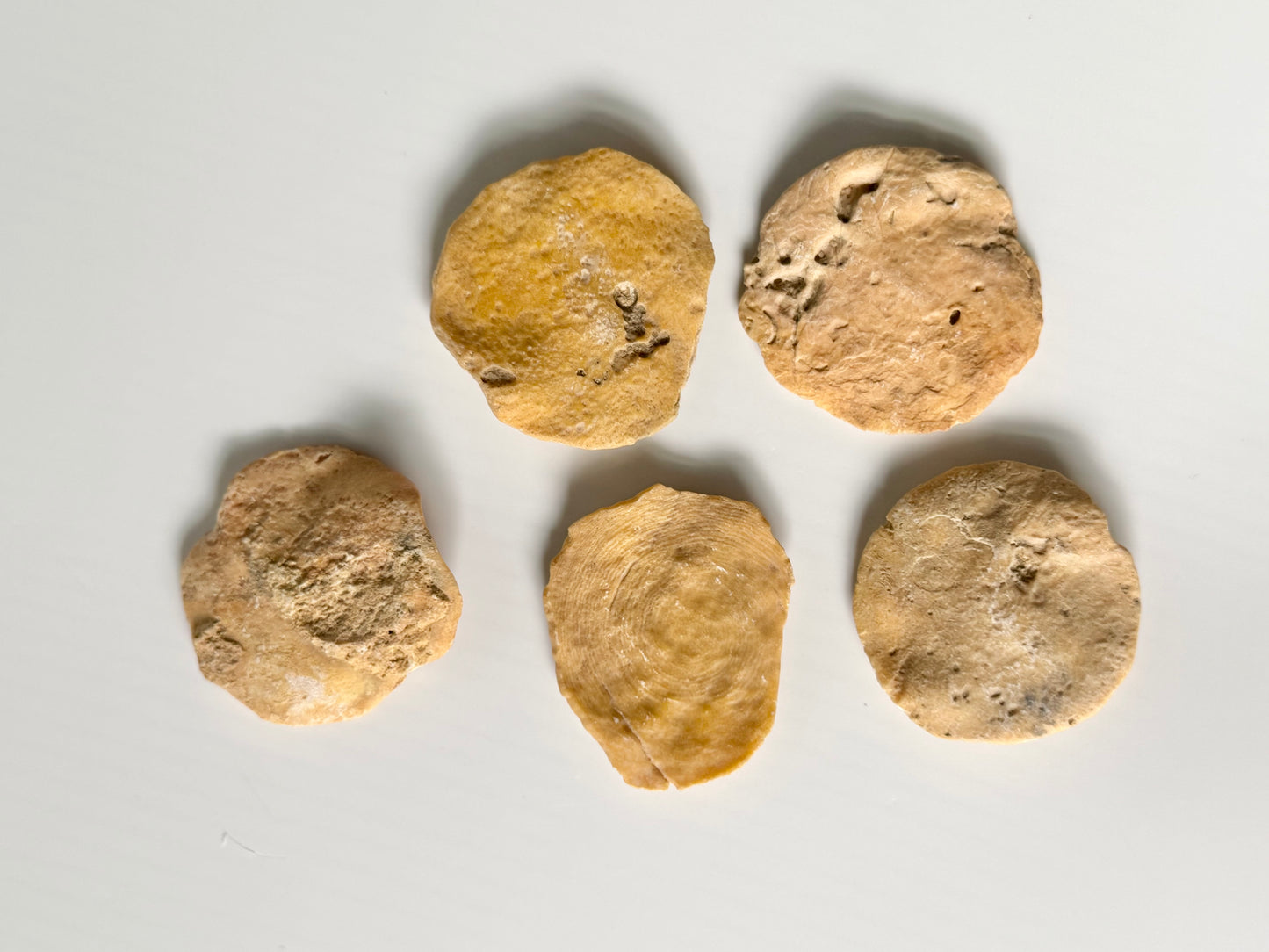 Coin Worm Fossil