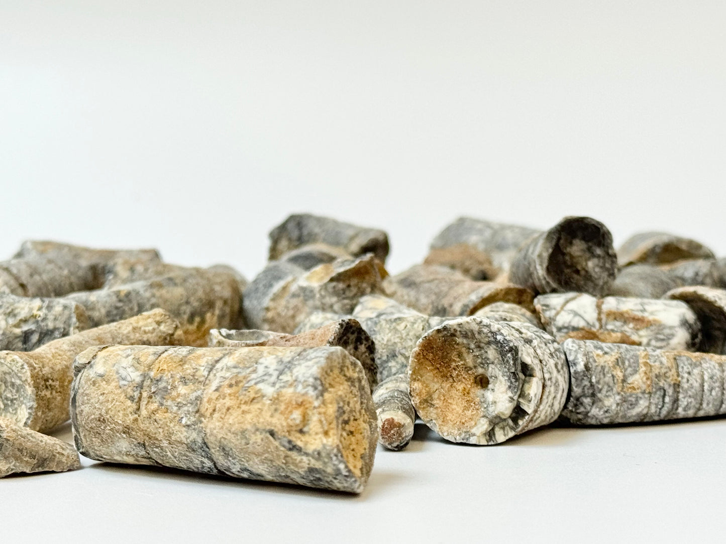 Raw Orthoceras Fossil, 1lb Lot