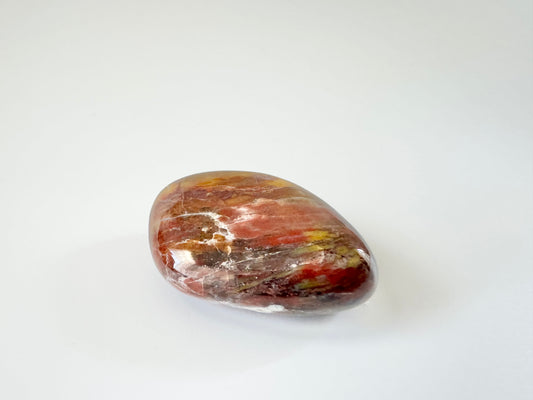 Petrified Wood Large Tumble