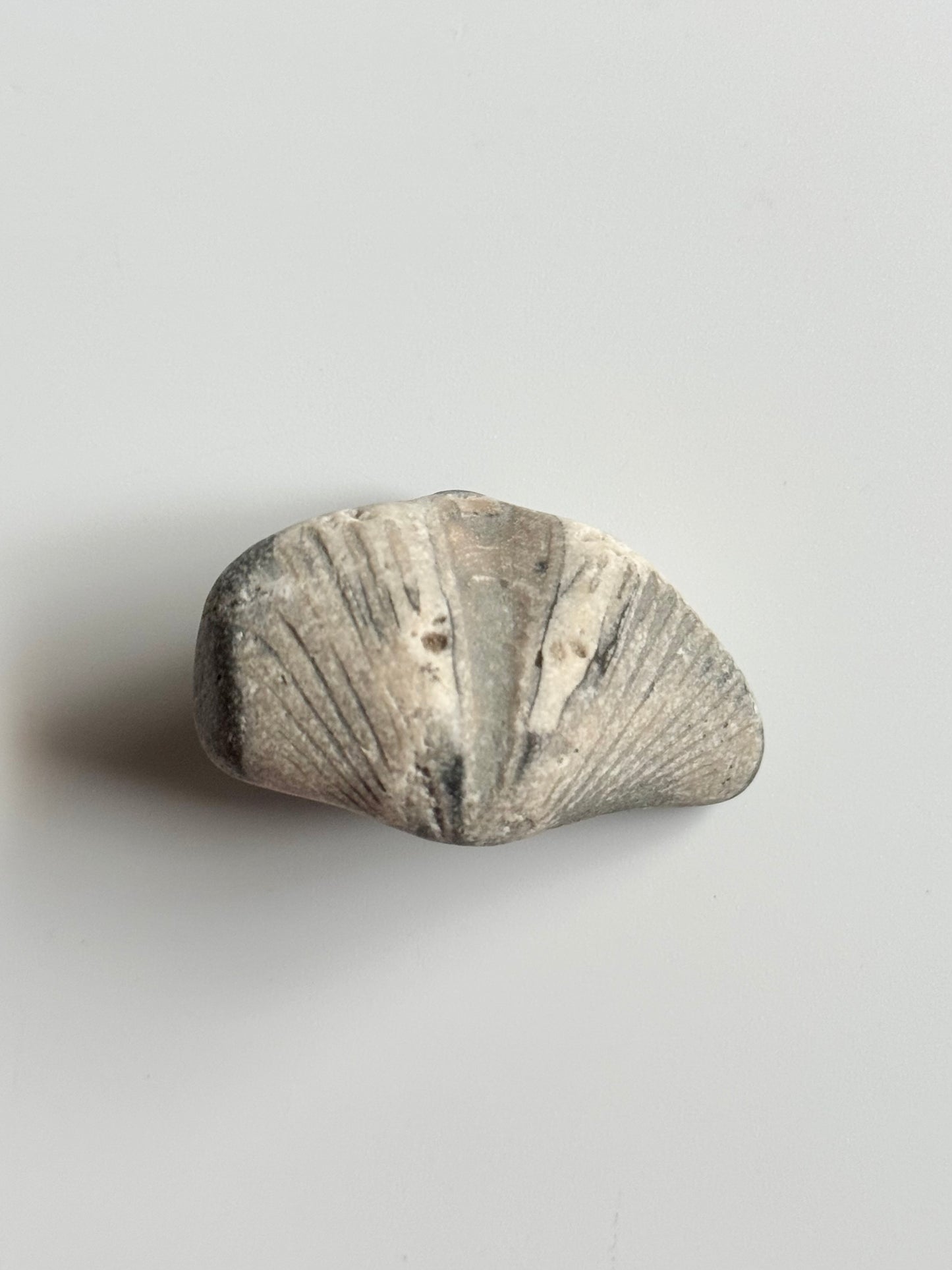 Lake Michigan Brachiopod, Raw