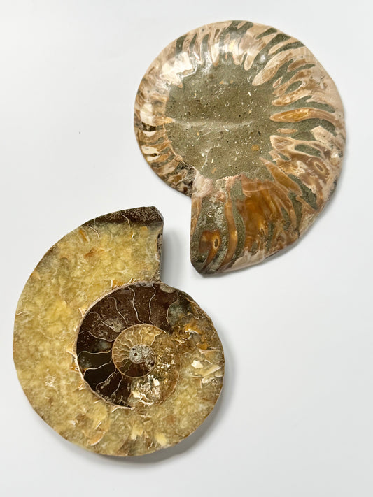 Pearly Ammonite, Face polished