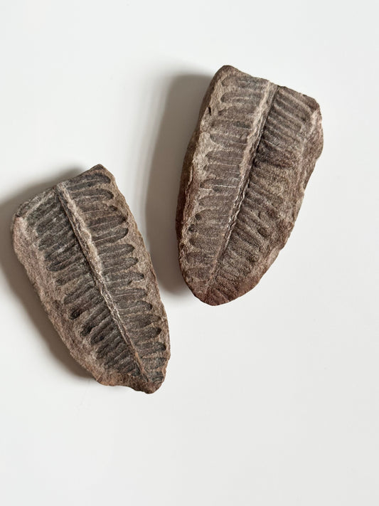 Pecopteris Double Fern Fossil