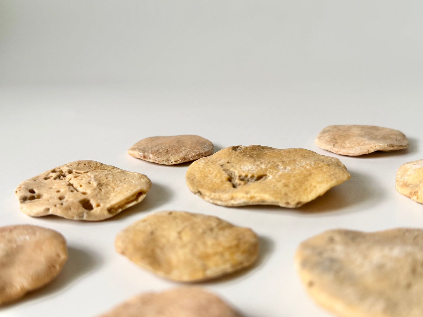 Coin Worm Fossil