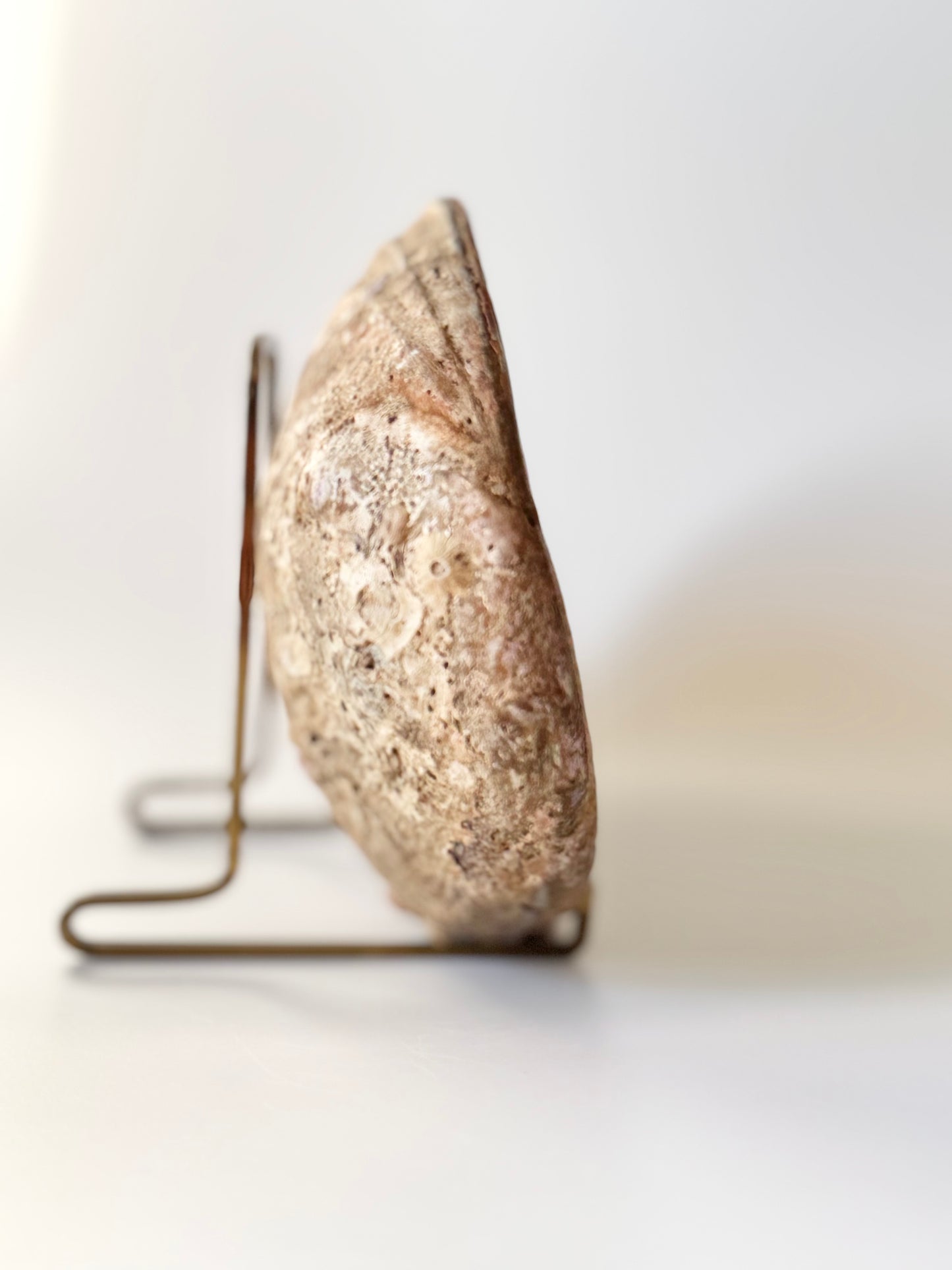 Abalone Shell with stand