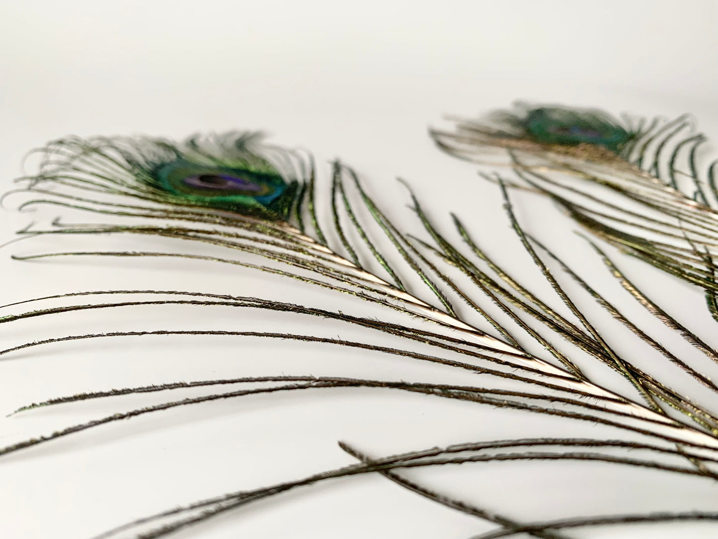 Peacock Feather
