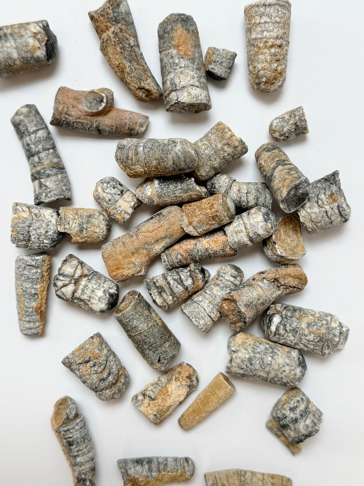 Raw Orthoceras Fossil, 1lb Lot