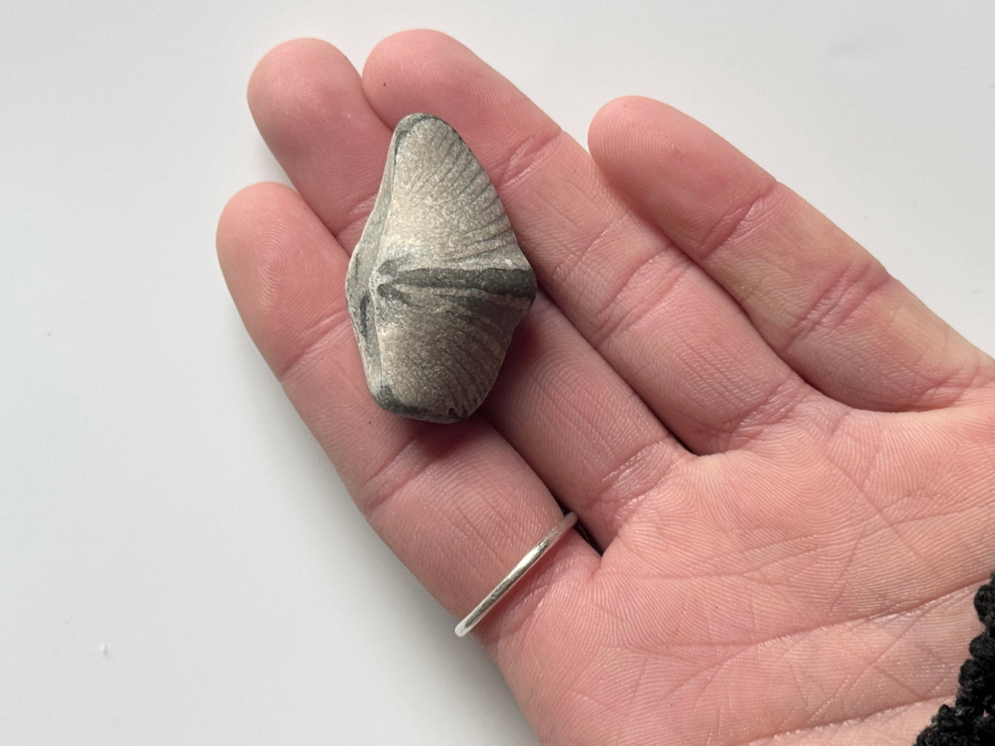 Lake Michigan Brachiopod, Raw