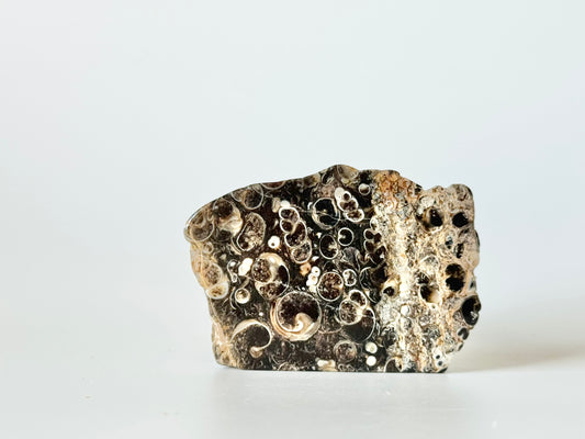 Turritella Agate Slab