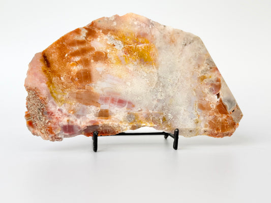 Petrified Wood Slab, Polished