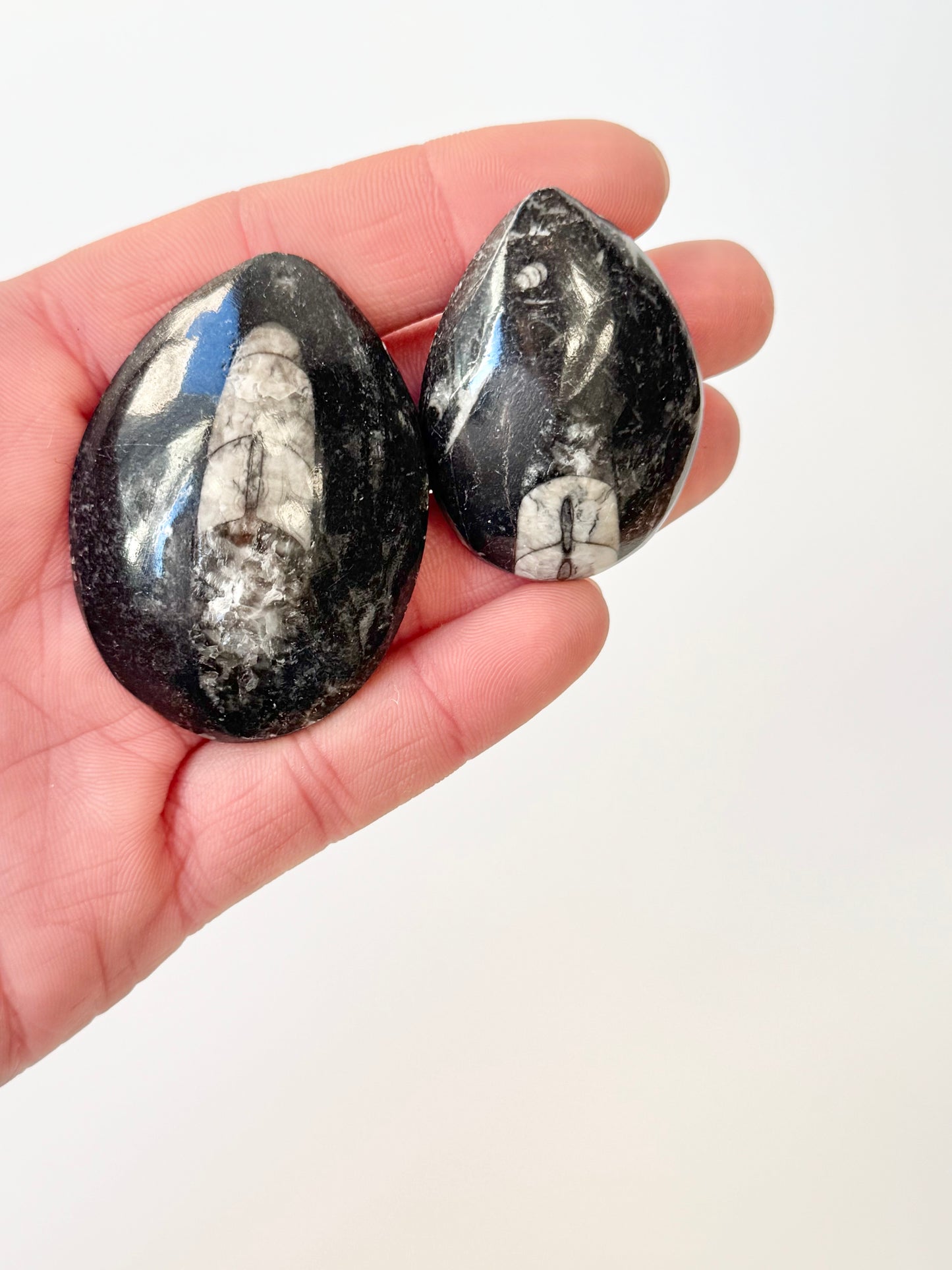 Orthoceras Fossil, Small